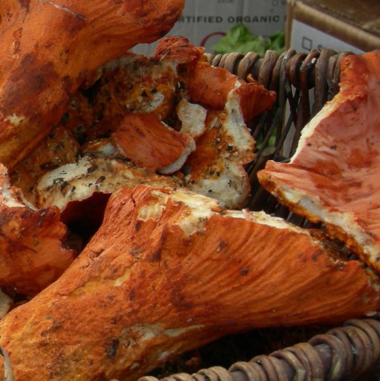 Basket of Lobster mushrooms