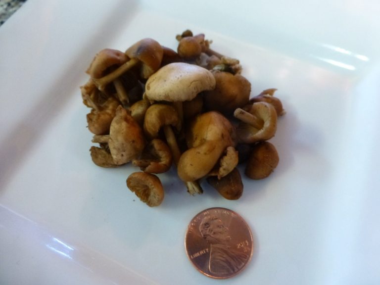 Mousseron Mushrooms at Coho Restaurant
