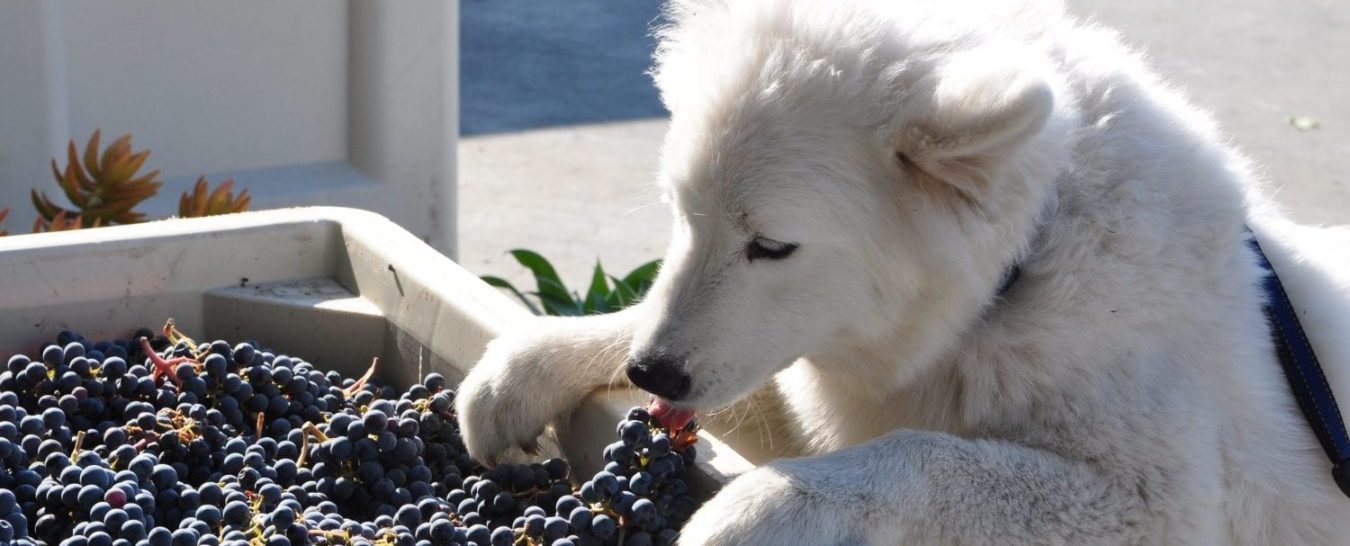 large white dog sniffing harvested grapes