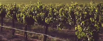 row of grape vines