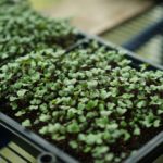 sprouted plants in tray of dirt