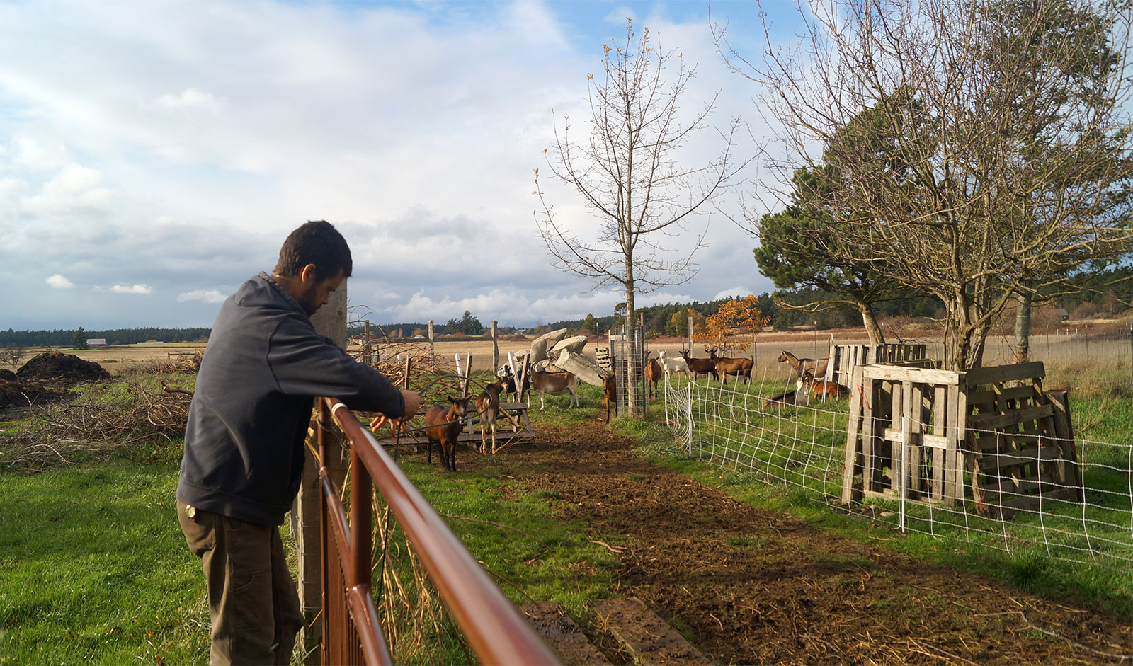 Andre with the goats at Sunnyfield Farm