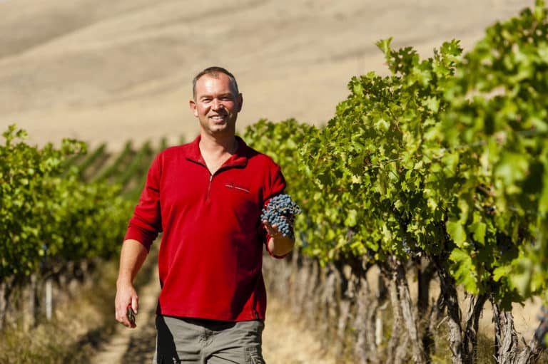 White man wearing a red polo carrying a bunch of grapes in a vineyard