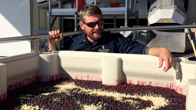 man leaning over plastic vat of wine grapes
