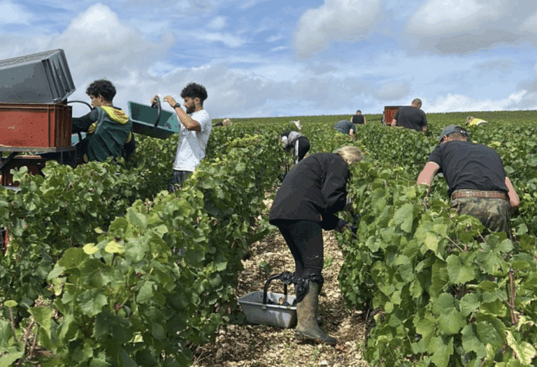 people in a vineyard picking grapes