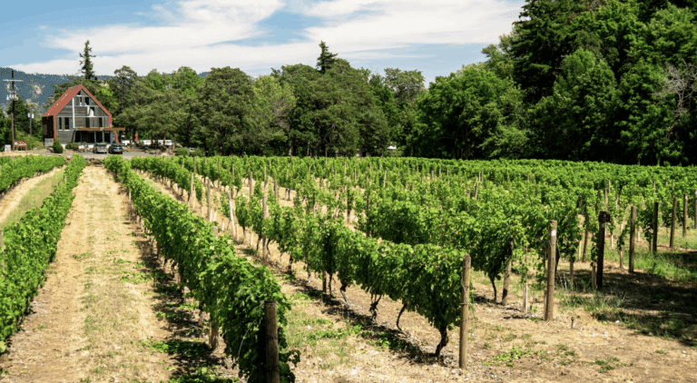 rows of grapes in a vineyard