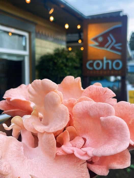 plant outside restaurant